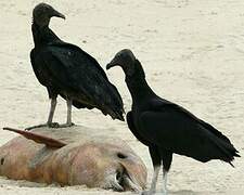 Black Vulture