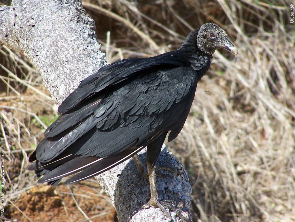 Black Vulture