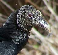 Black Vulture