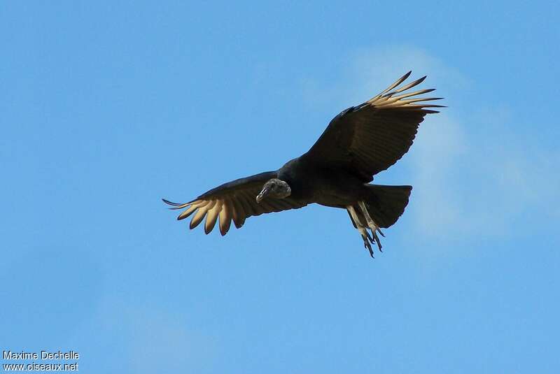 Black Vultureadult, Flight
