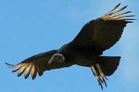 Black Vulture