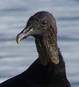 Black Vulture