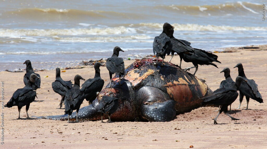 Black Vulture, feeding habits, Behaviour