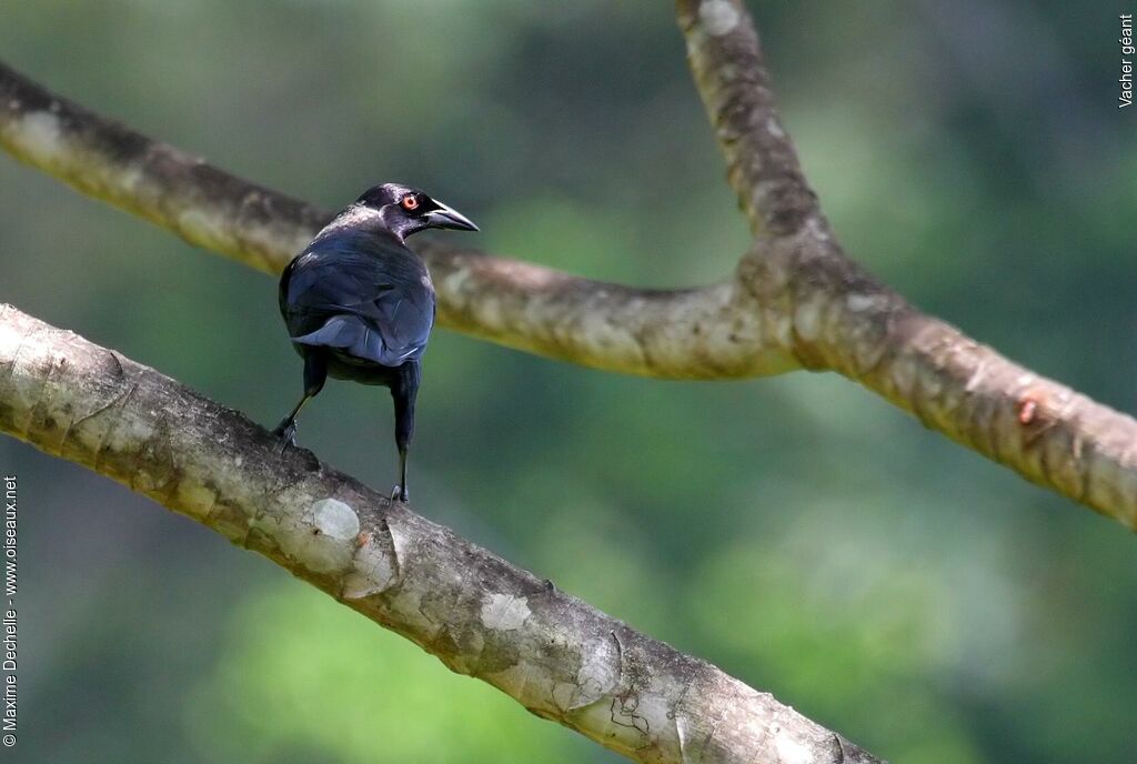 Giant Cowbird