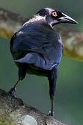 Giant Cowbird