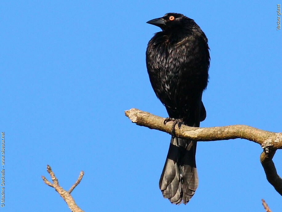 Giant Cowbird