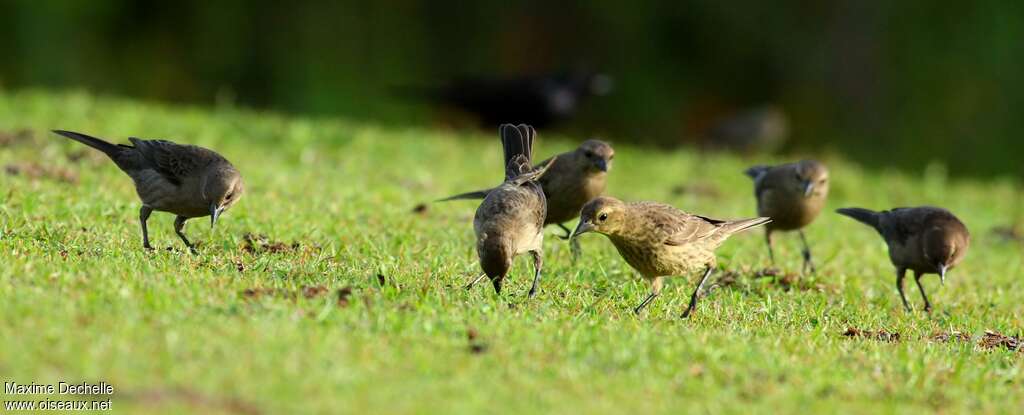 Shiny Cowbird, fishing/hunting, Behaviour