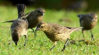 Shiny Cowbird