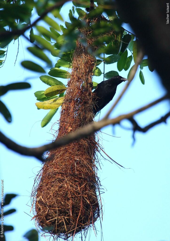 Shiny Cowbird male adult, Behaviour