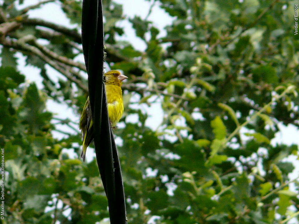 European Greenfinch male