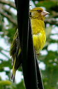 European Greenfinch