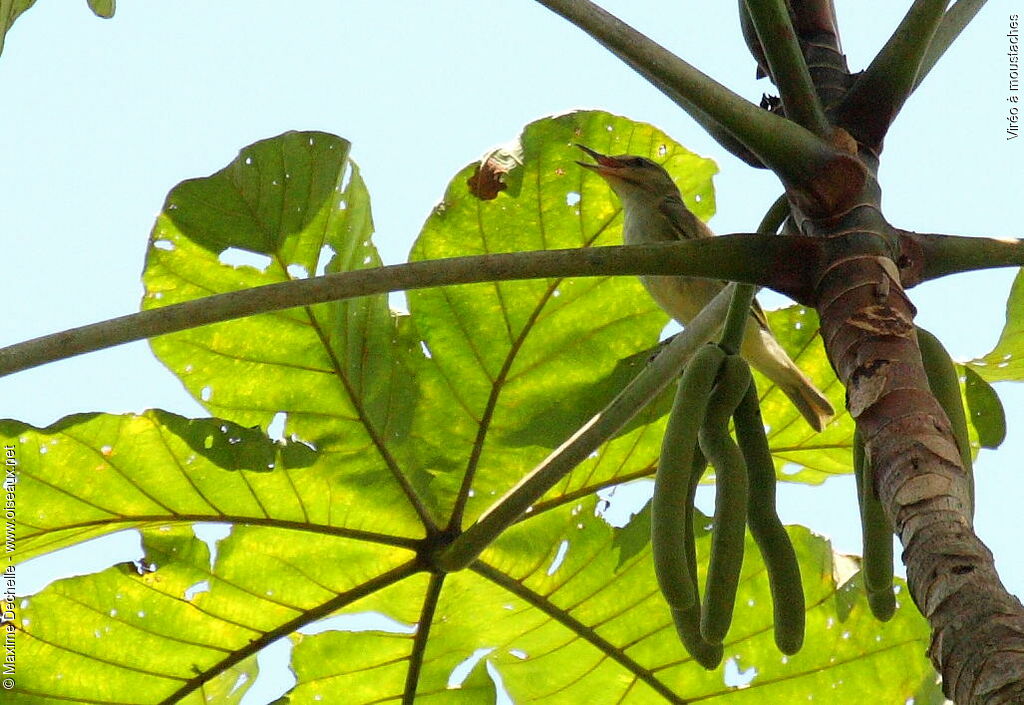 Black-whiskered Vireo, song