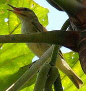 Black-whiskered Vireo