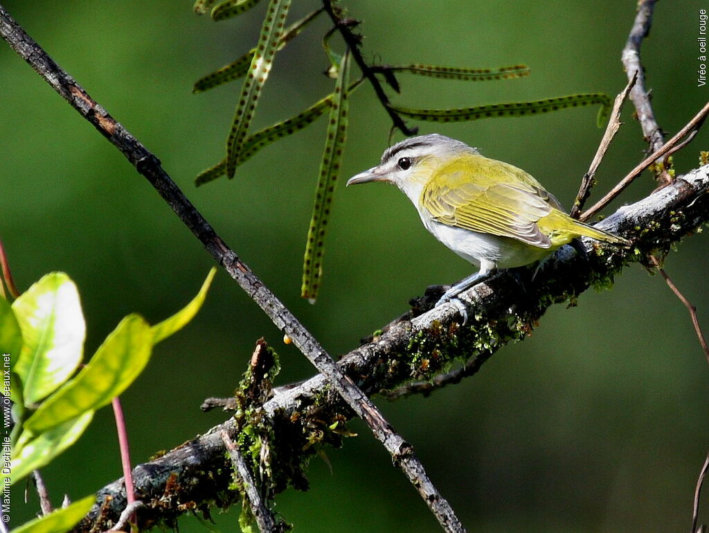 Red-eyed Vireo, identification