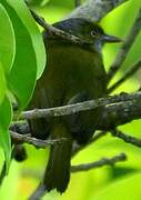 Lemon-chested Greenlet