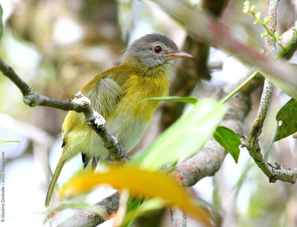 Ashy-headed Greenlet, identification