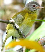 Ashy-headed Greenlet