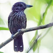 Black-hooded Antshrike