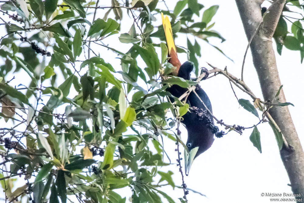 Chestnut-headed Oropendolaadult, identification, aspect, pigmentation