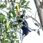 Chestnut-headed Oropendola