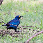 Sharp-tailed Starling