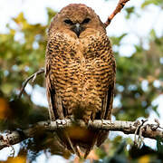 Pel's Fishing Owl