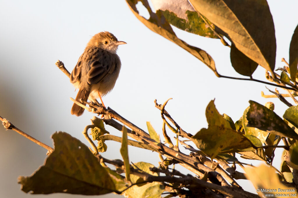 Tinkling Cisticolaadult, identification