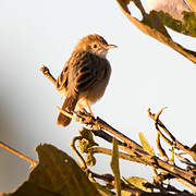 Tinkling Cisticola