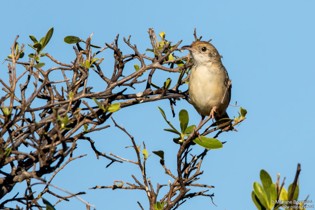 Chirping Cisticolaadult, identification, aspect, pigmentation