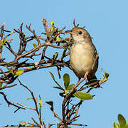 Chirping Cisticola