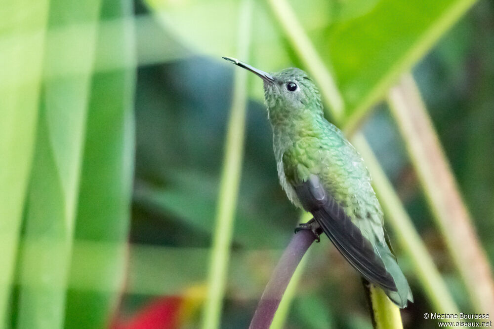 White-tailed Emerald female adult, identification, aspect, pigmentation