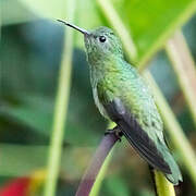 White-tailed Emerald