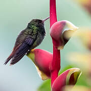 White-tailed Emerald