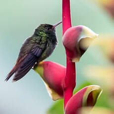 Colibri elvire