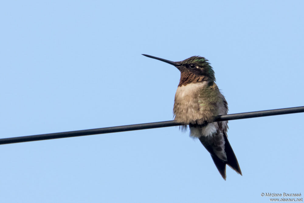 Sparkling-tailed Woodstaradult, identification