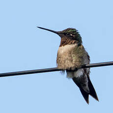 Colibri zémès