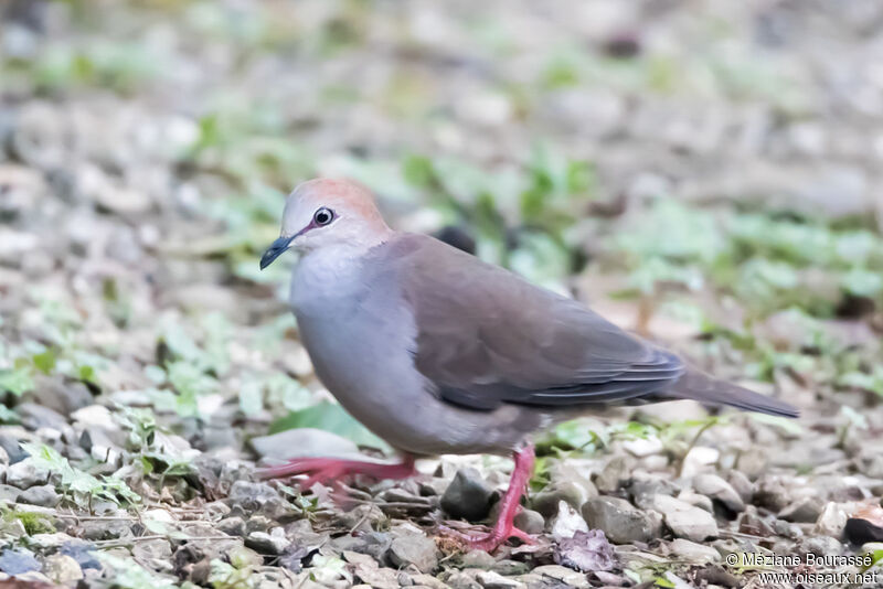 Grey-chested Doveadult, identification, aspect, pigmentation, walking