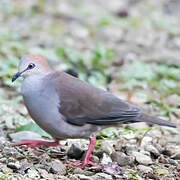 Grey-chested Dove