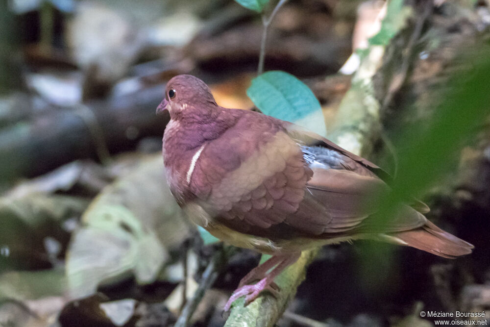 Ruddy Quail-Doveadult, identification, aspect, pigmentation