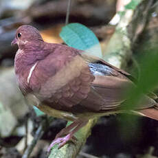 Colombe rouviolette