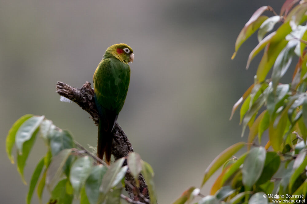 Sulphur-winged Parakeetadult, identification, aspect, pigmentation