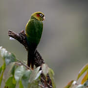 Sulphur-winged Parakeet