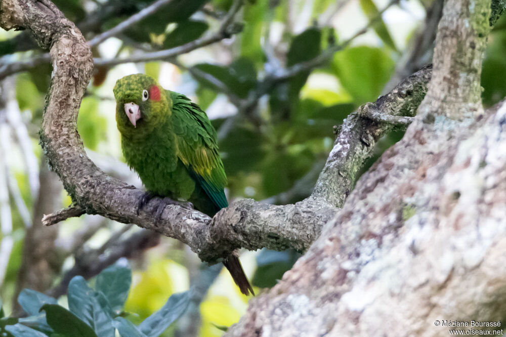 Conure de Hoffmannadulte, identification, composition, pigmentation