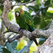 Sulphur-winged Parakeet