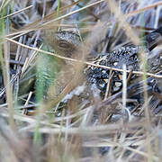 Rufous-cheeked Nightjar