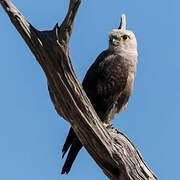 Dickinson's Kestrel