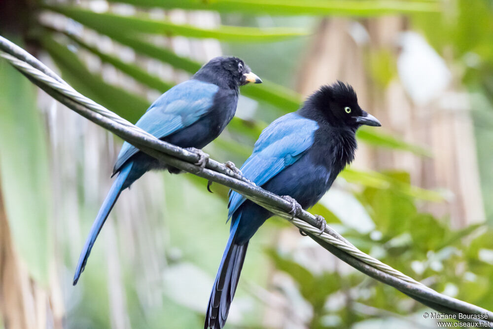 Bushy-crested Jayadult, aspect, pigmentation