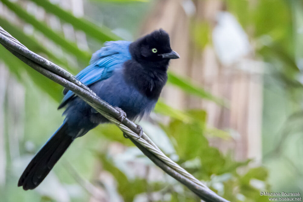 Bushy-crested Jay male adult, identification, aspect, pigmentation