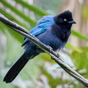 Bushy-crested Jay