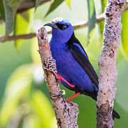 Red-legged Honeycreeper